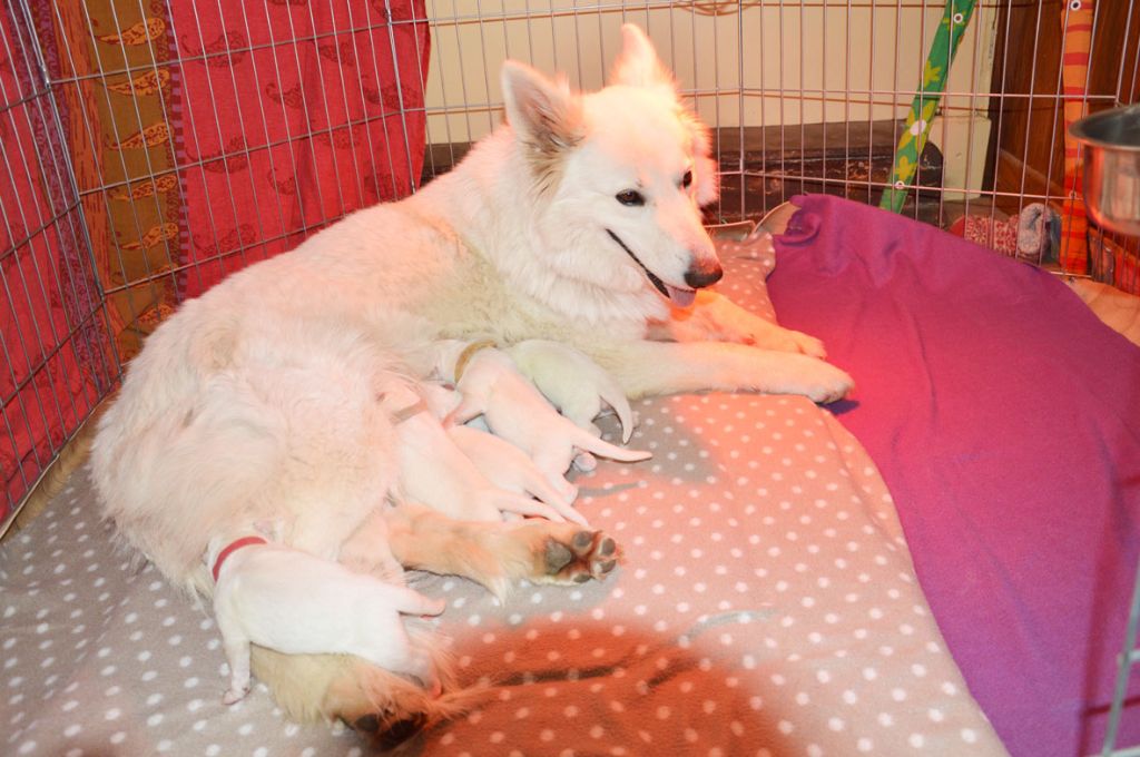 De La Foret D'Aleph - Berger Blanc Suisse - Portée née le 18/04/2017