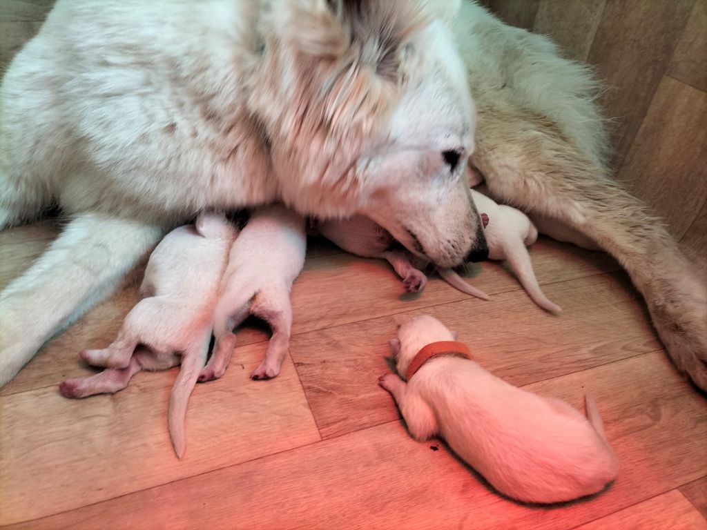 De La Foret D'Aleph - Chiots disponibles - Berger Blanc Suisse