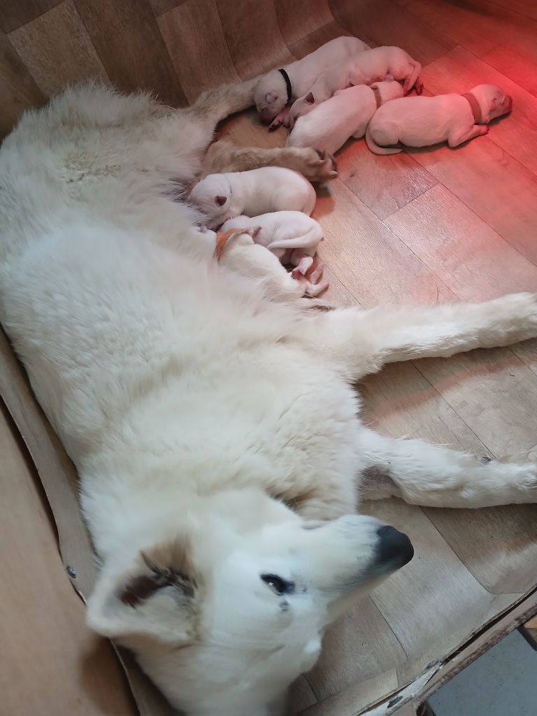 De La Foret D'Aleph - Chiots disponibles - Berger Blanc Suisse