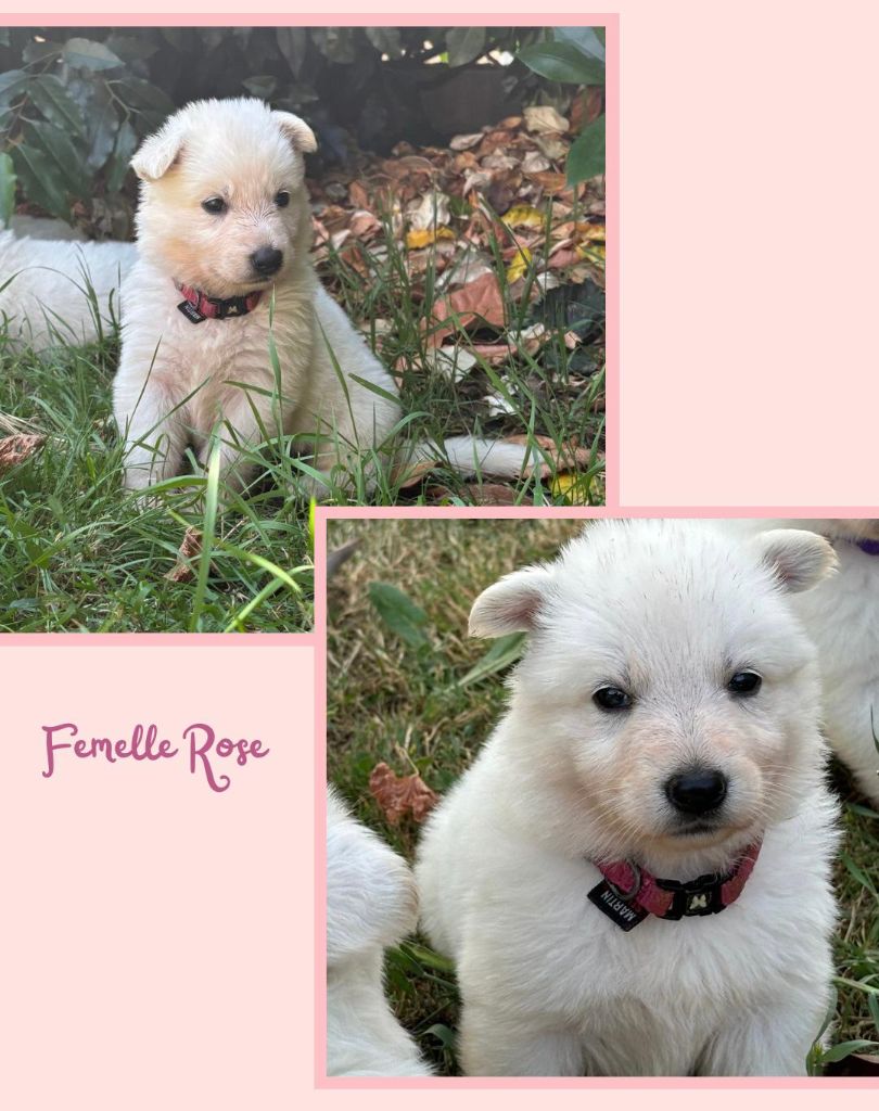 De La Foret D'Aleph - Chiots disponibles - Berger Blanc Suisse