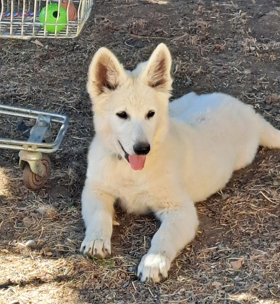 De La Foret D'Aleph - Chiots disponibles - Berger Blanc Suisse